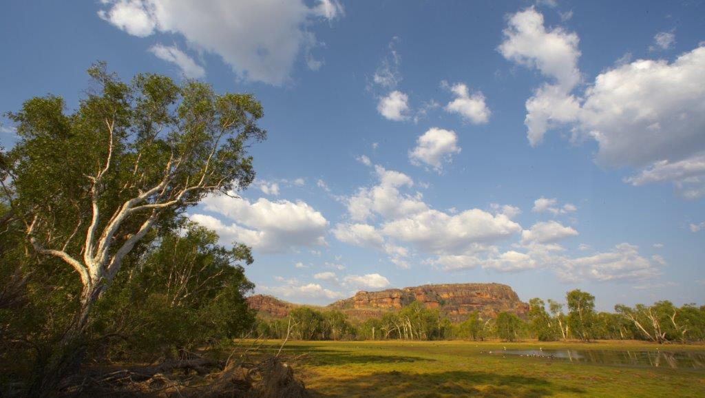 Exploring Kakadu's flora on the Anbangbang Billabong Walk