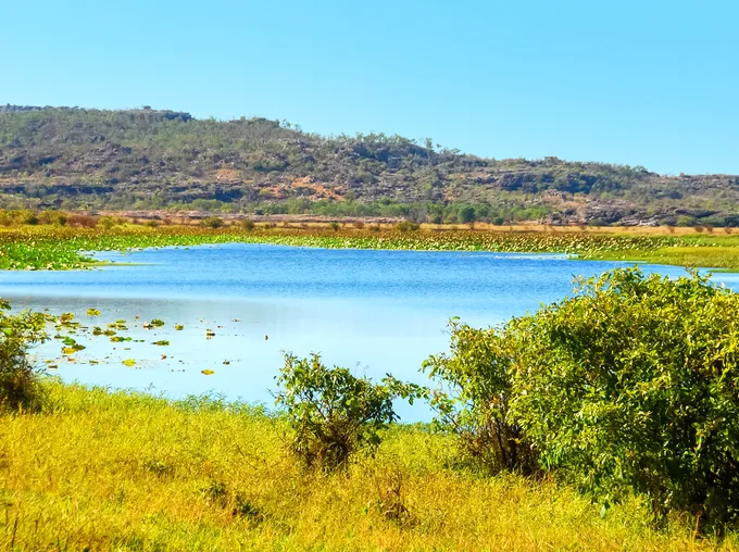 Trekking the Anbangbang Billabong Route: A Look at Kakadu's Botanical Wonders