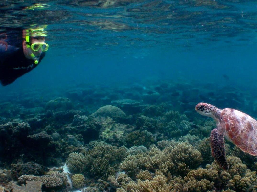 Essential Tips and Best Dive Spots at Ningaloo Reef