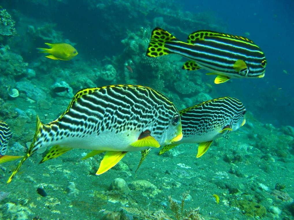 Serenity at Ningaloo Reef Resort: An All-Inclusive Guide
