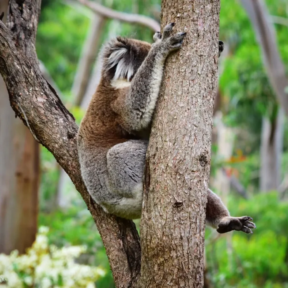 Are There Dangerous Animals Along the Great Ocean Road