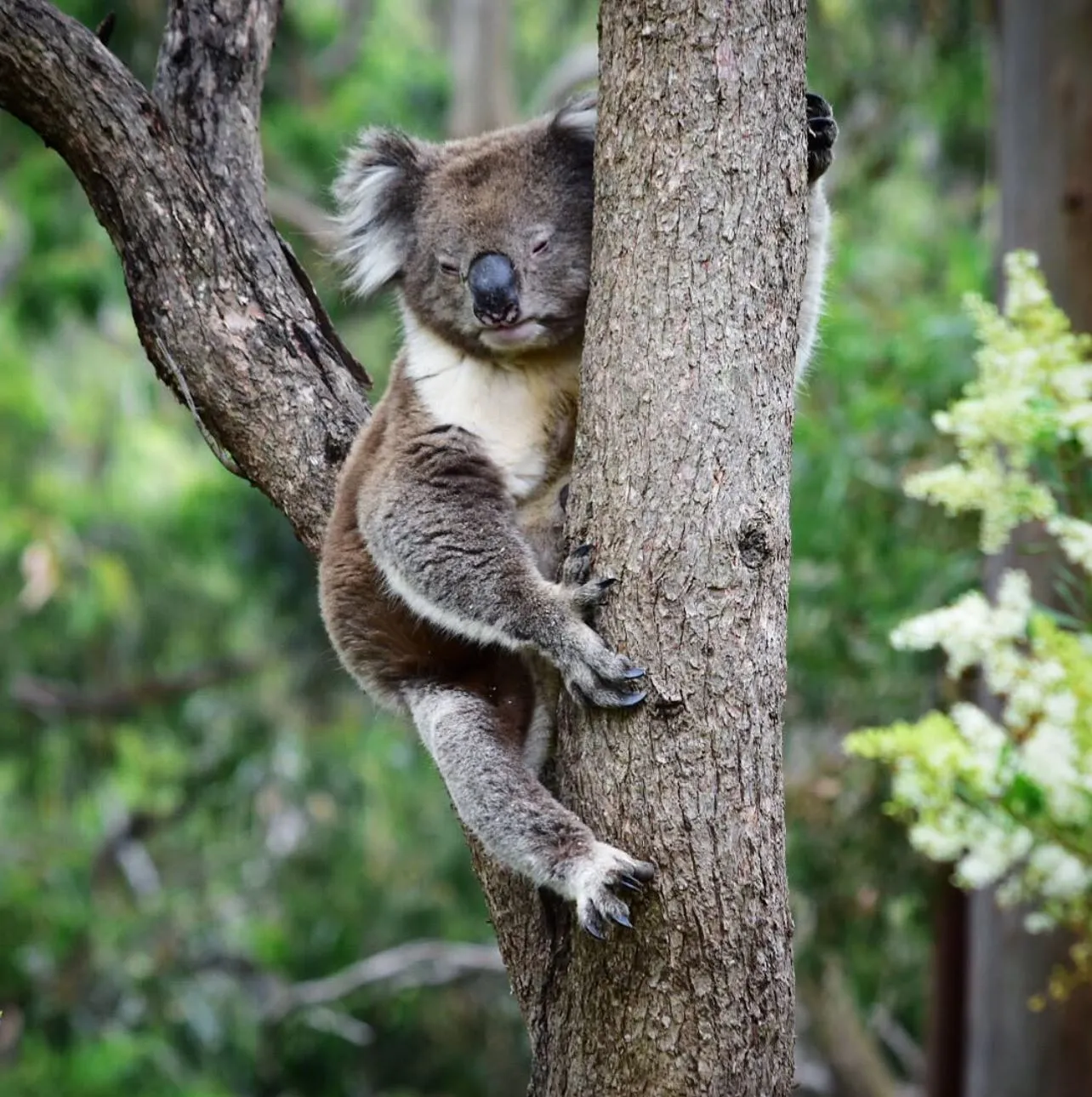 Great Ocean Road tours from Melbourne