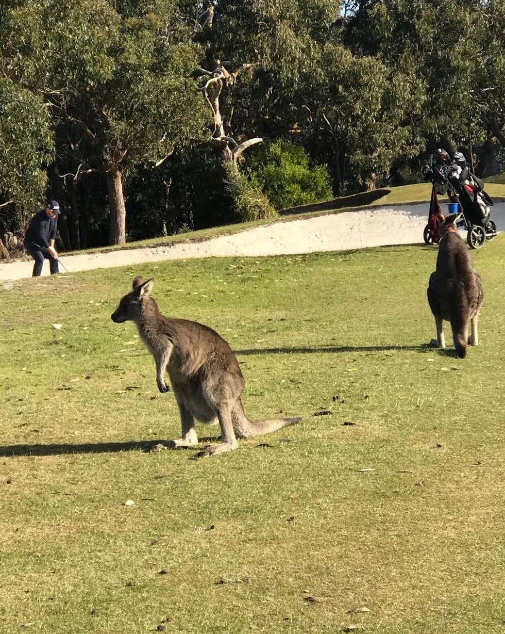 Kangaroos