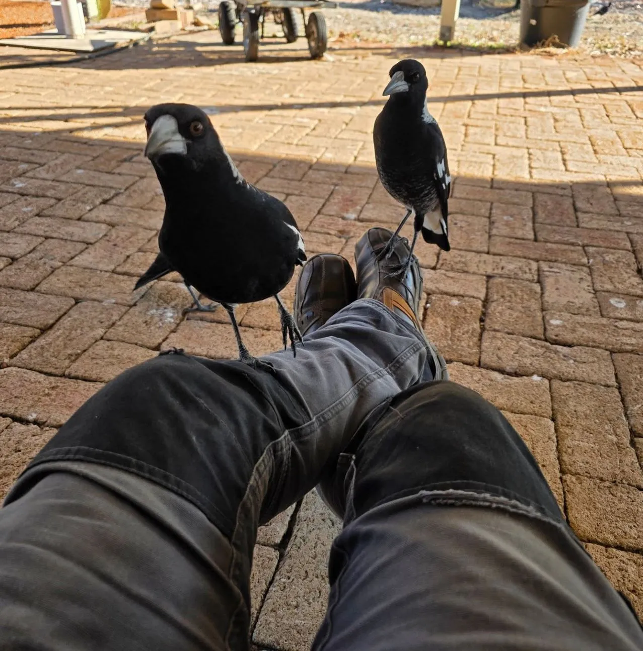 Magpies
