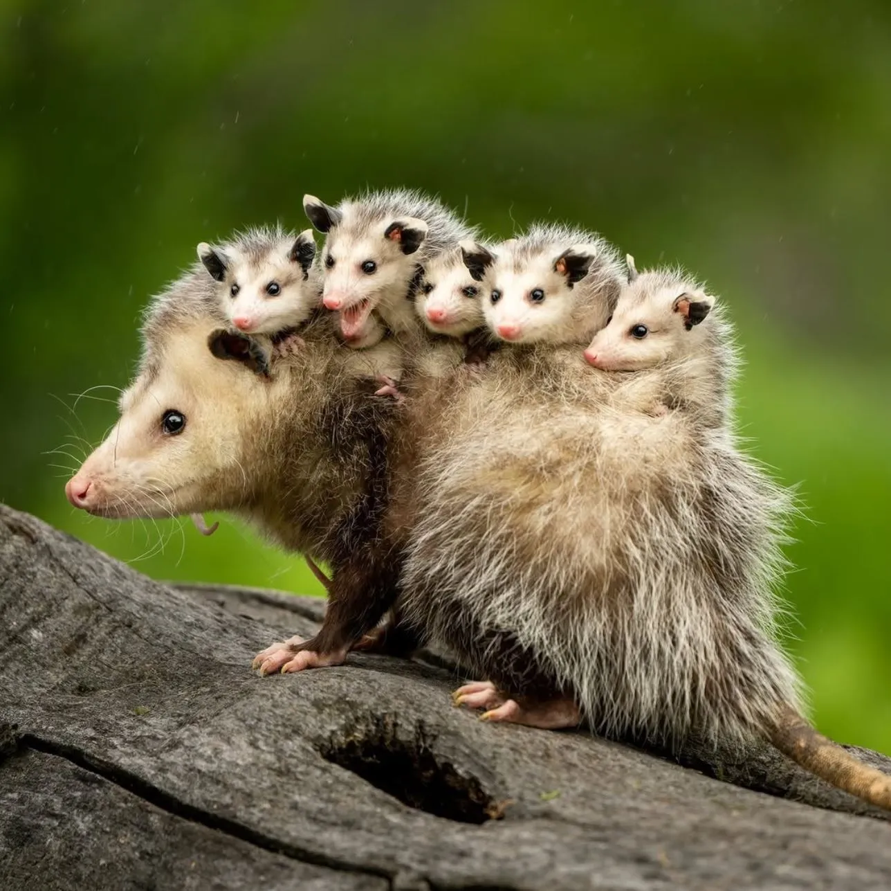Possums