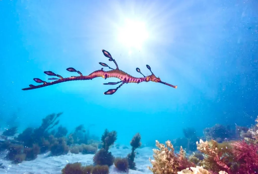 sea dragons