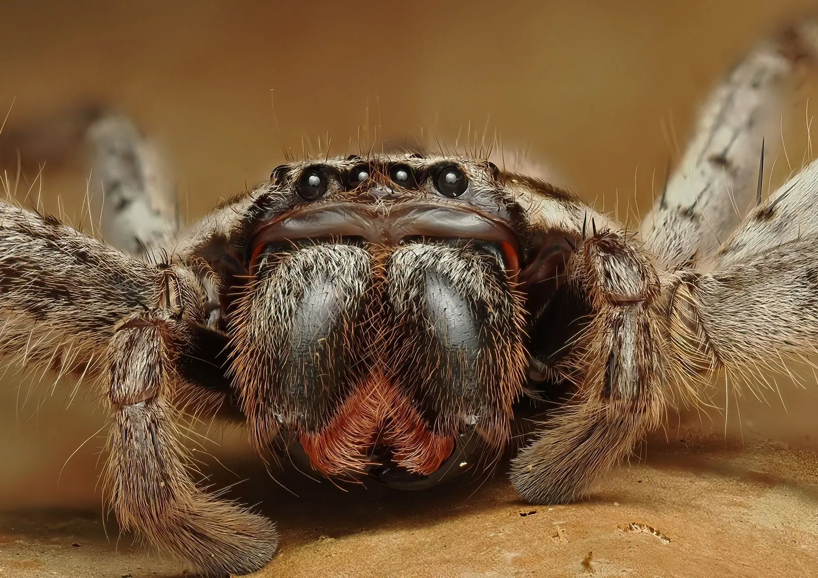 Spider Huntsmen