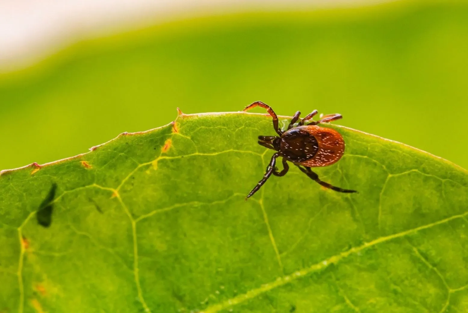 Ticks and Leeches