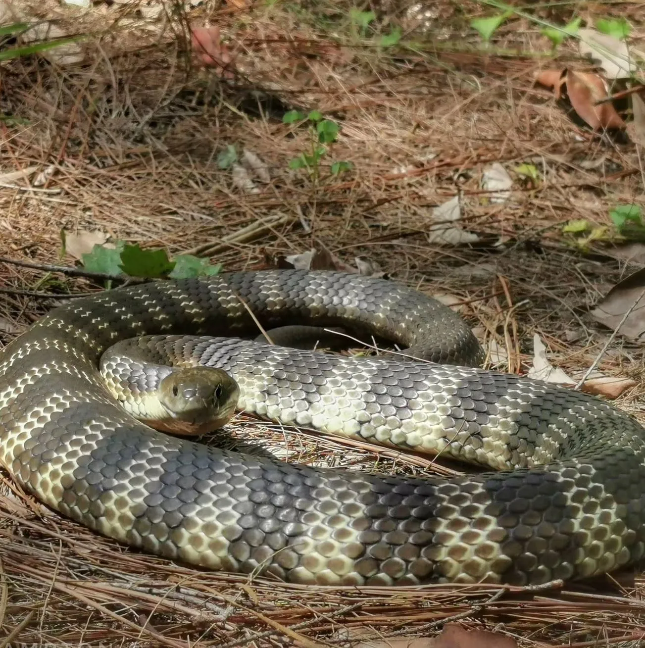 Tiger snakes